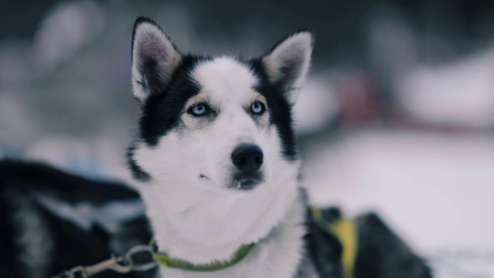 a dog wearing a scarf