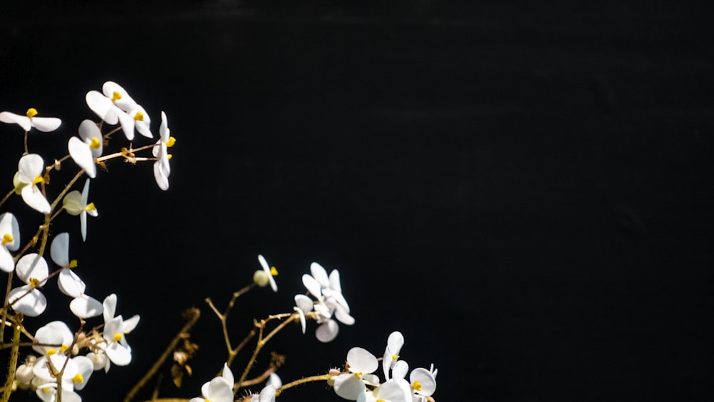 a close up of white flowers