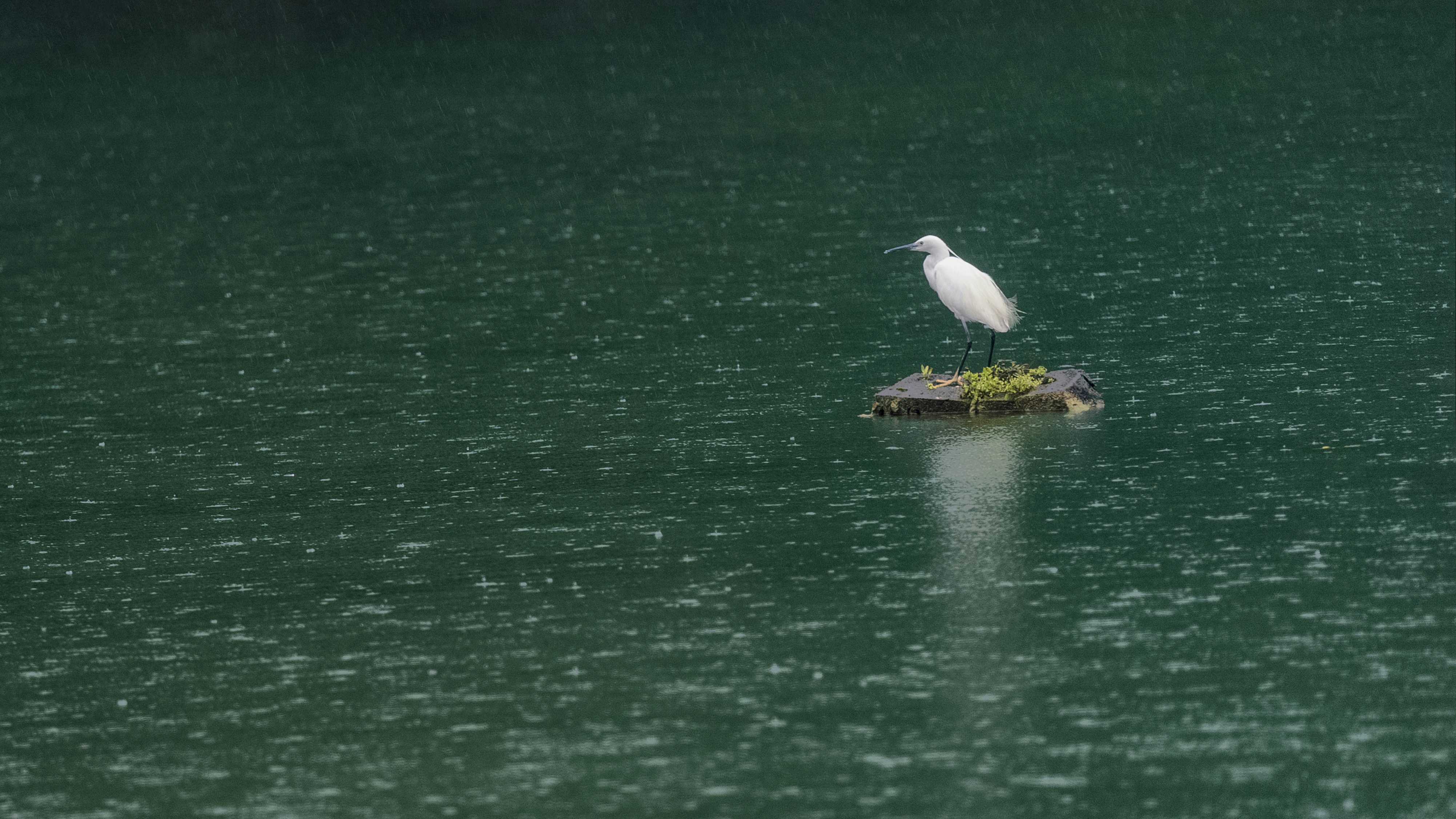 a bird on a log in the water