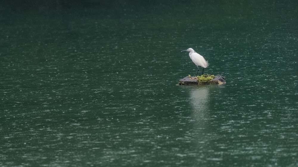 Ein Vogel auf einem Baumstamm im Wasser