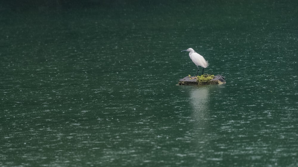 a bird on a log in the water