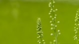 close-up of a plant