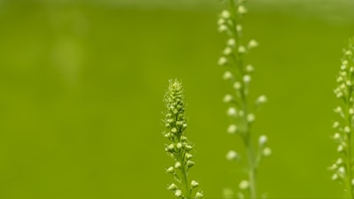 close-up of a plant