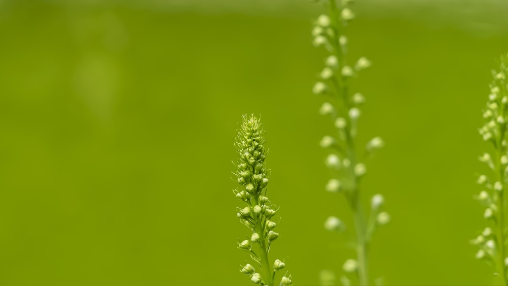 close-up de uma planta
