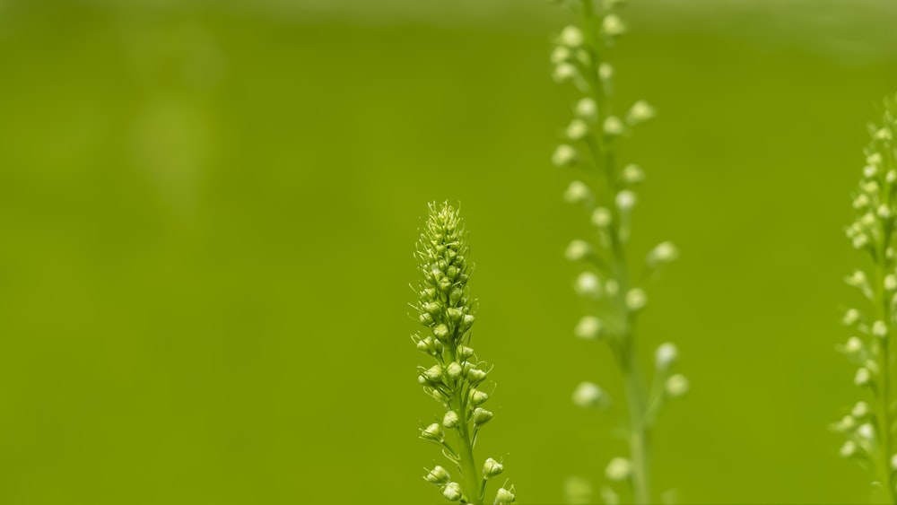 close-up of a plant