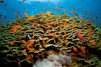 a school of fish swimming in the ocean