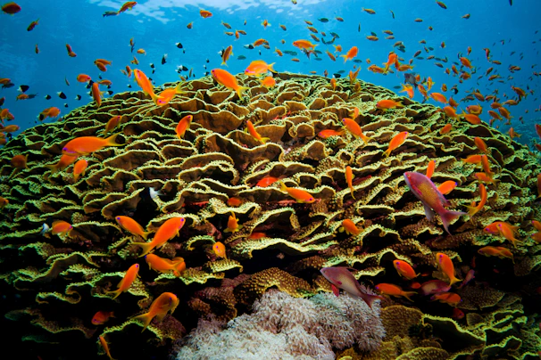 Close-up of colorful coral reefs teeming with small fish.