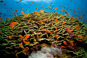 a school of fish swimming in the ocean