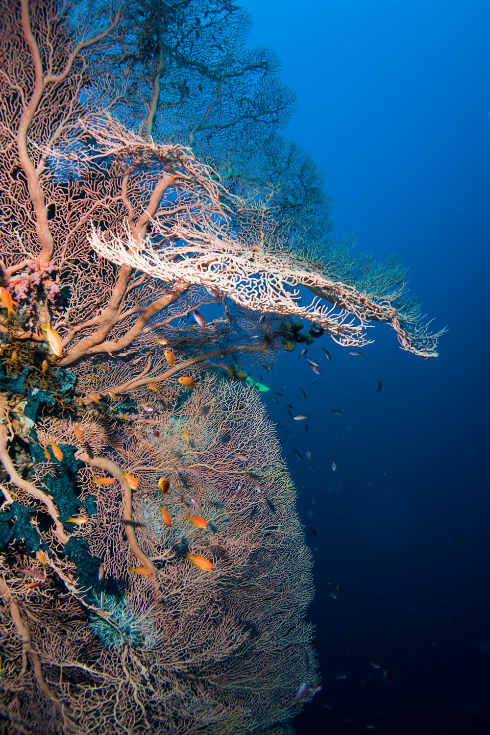 a group of fish swimming in water