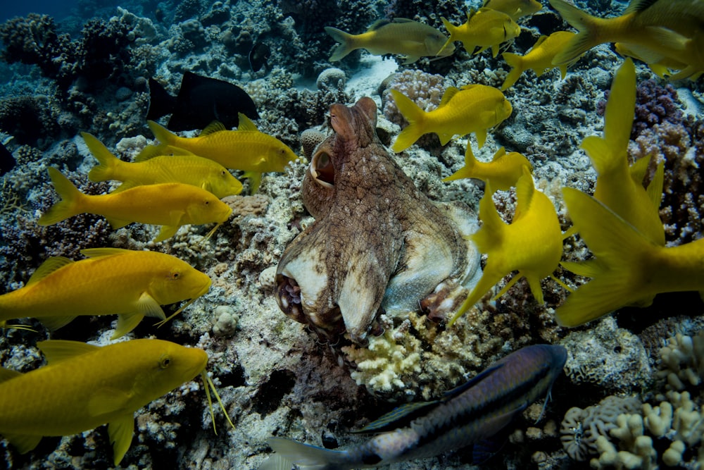 a group of fish swimming in the water