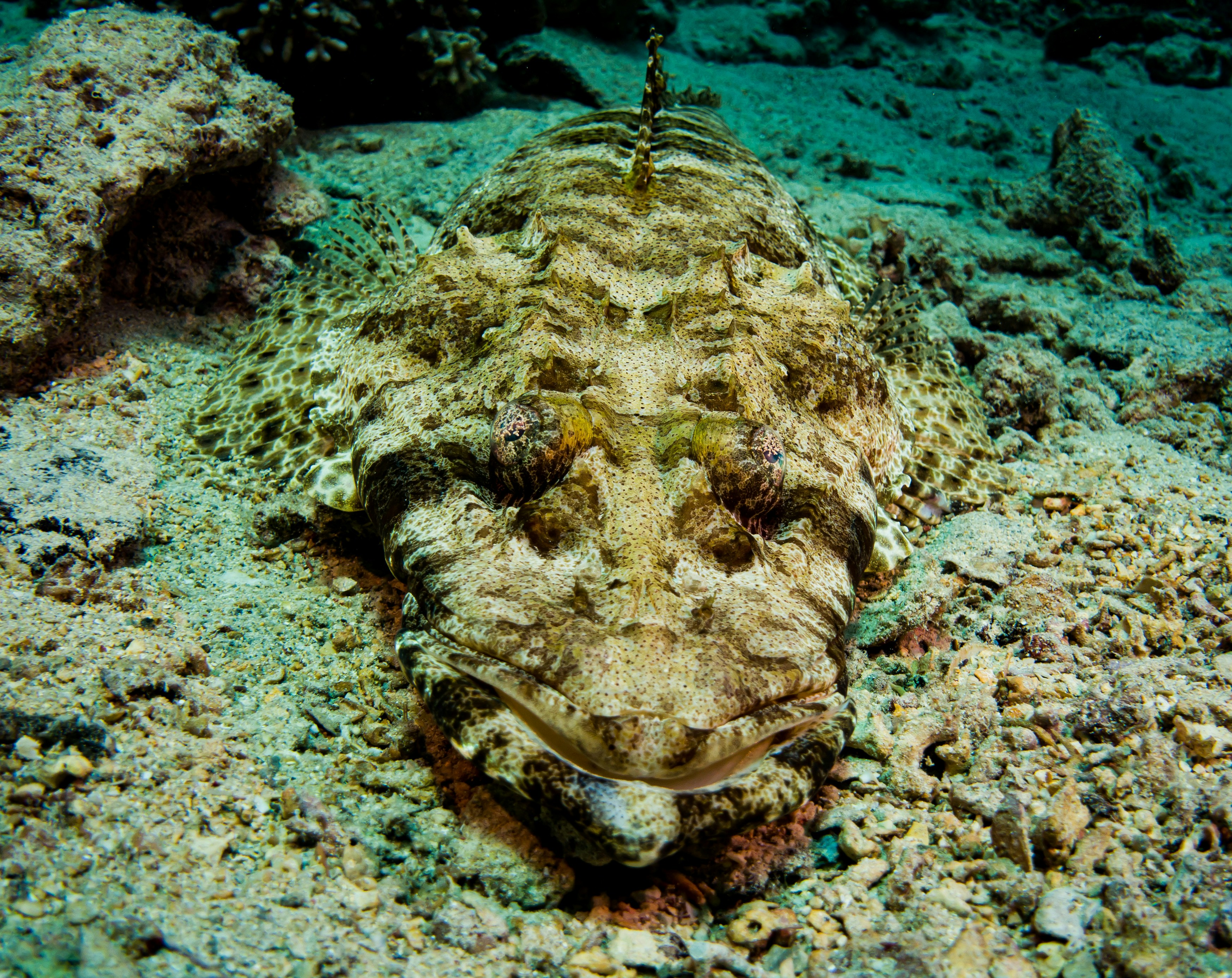 Crocodile fish