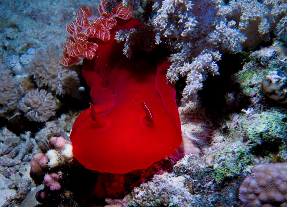 a red sea creature