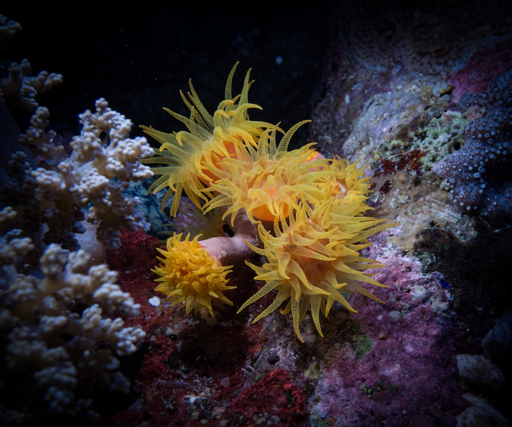 a close-up of a sea plant