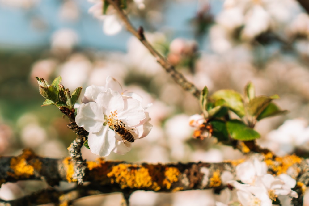 a bee on a flower