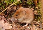 a small brown rodent