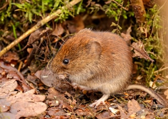 a small brown rodent
