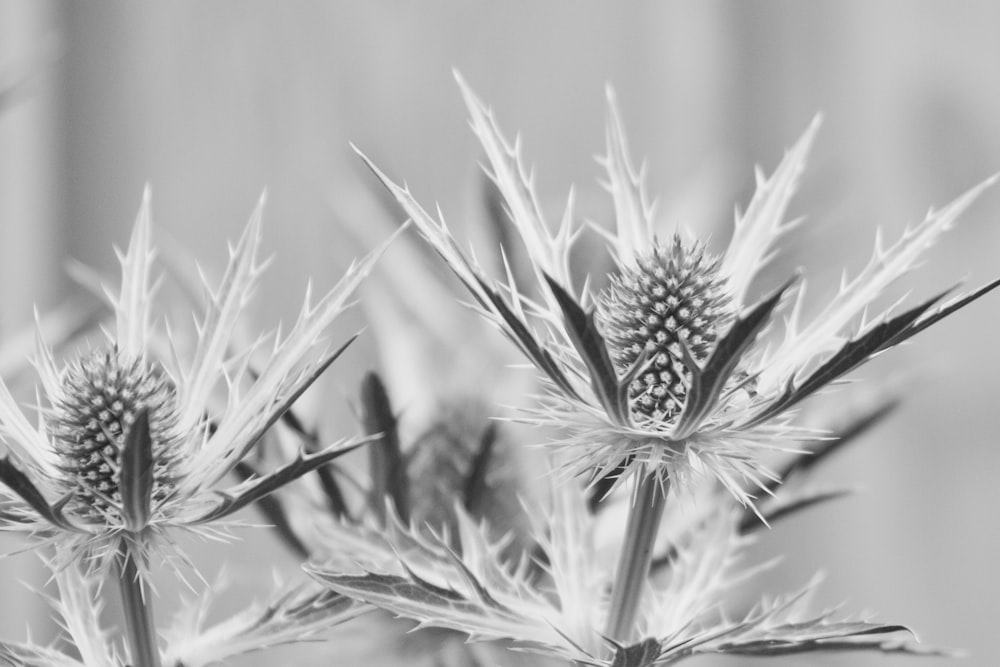 close up of a flower