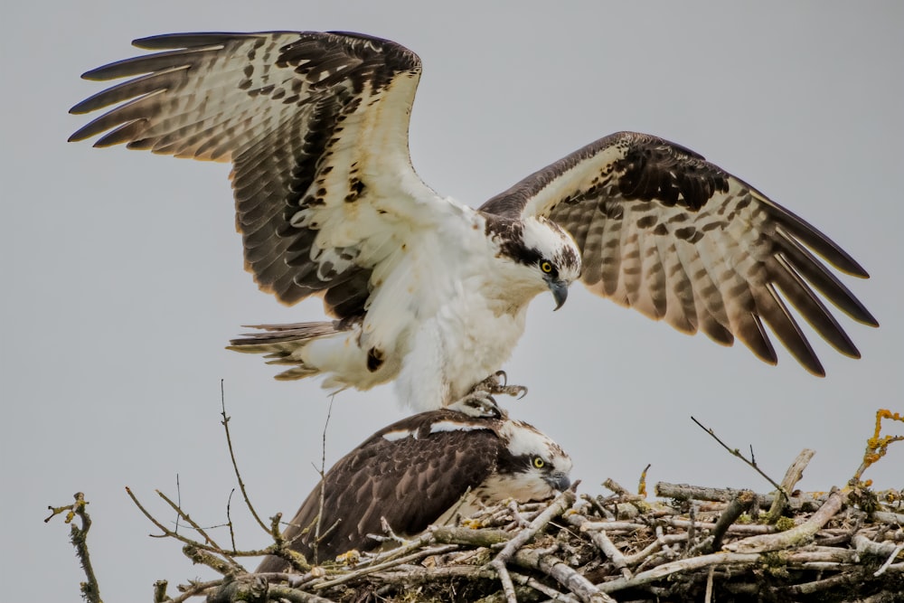 a bird landing on a nest