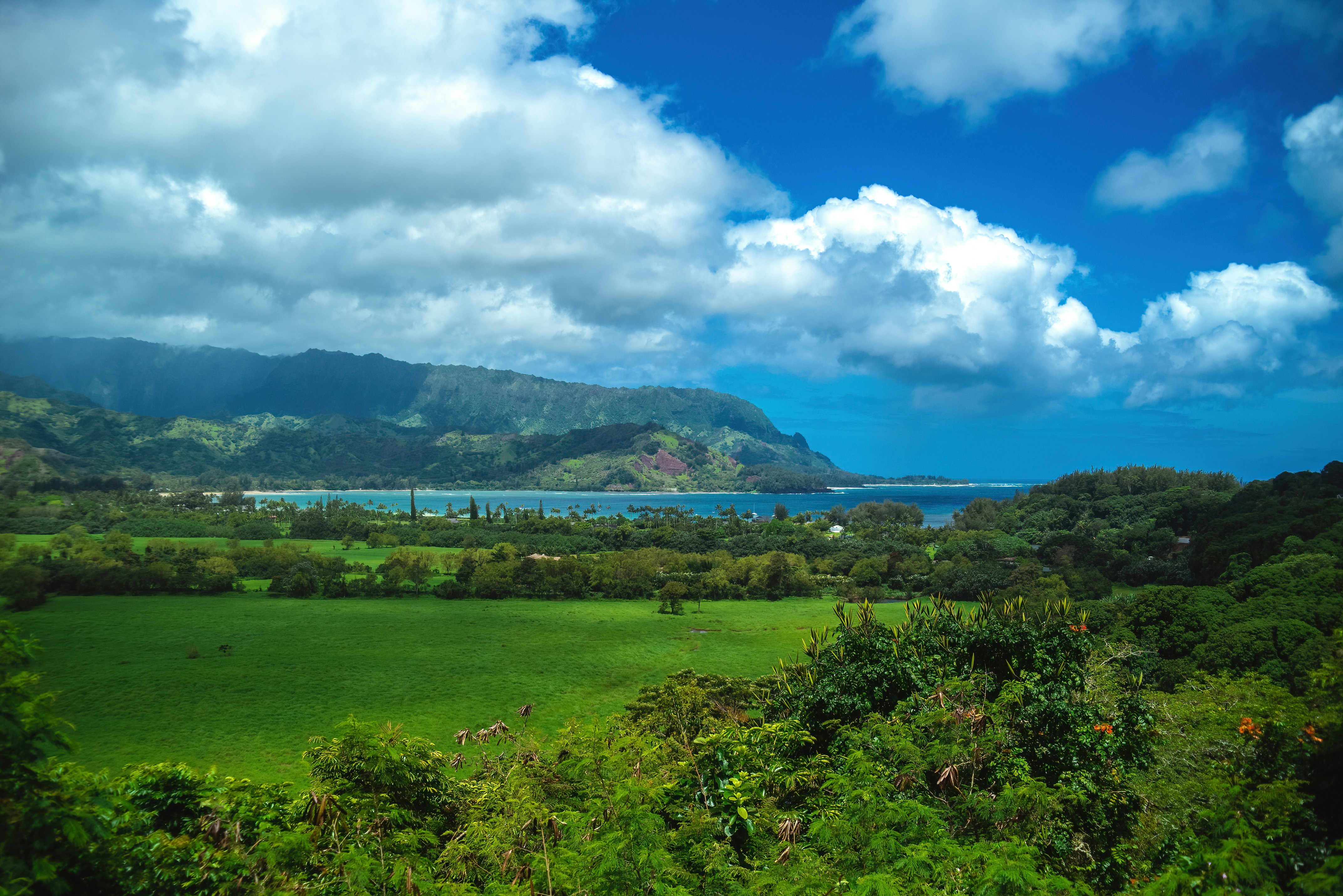 Hanalei Bay, Kauai landscape. Lush foreground with palm trees and a view of the blue Pacific Ocean. [Photo by Kaitlin Kelly on Unsplash]