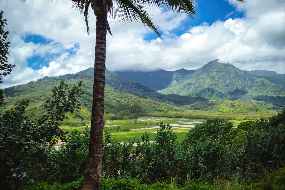 a palm tree in front of a green field and mountains