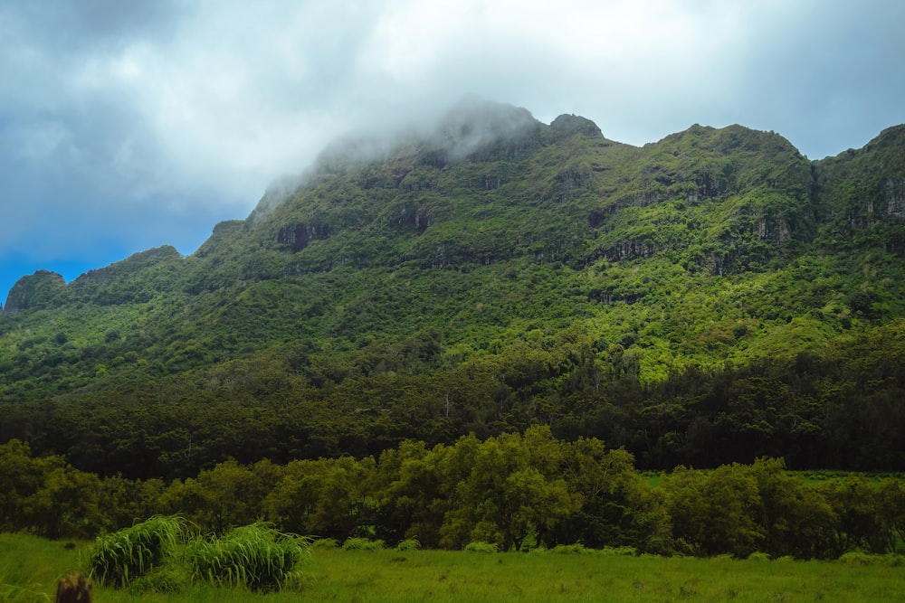 a green mountain with trees