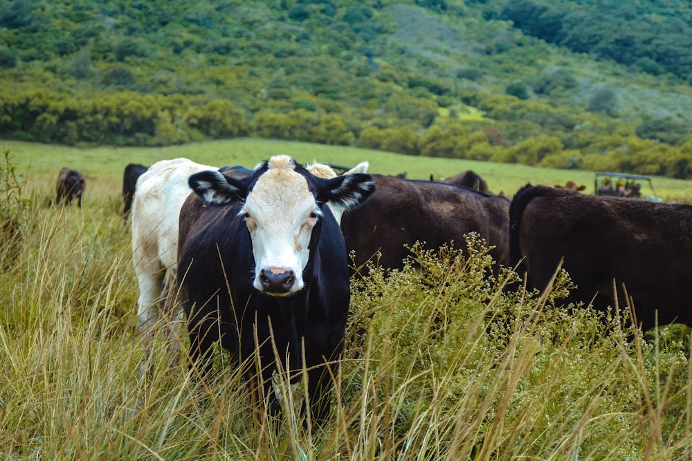 um grupo de vacas em um campo