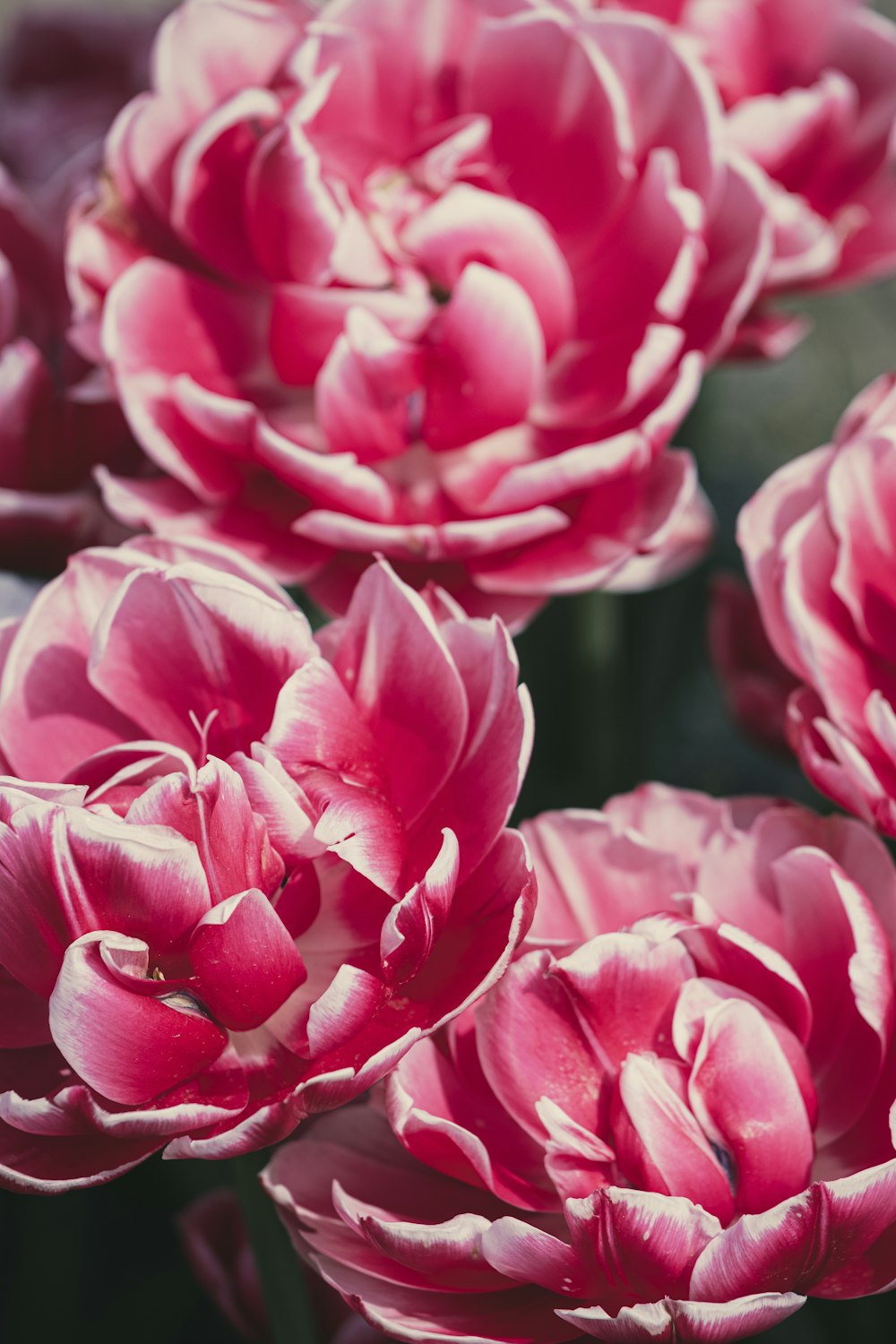 a close up of a flower