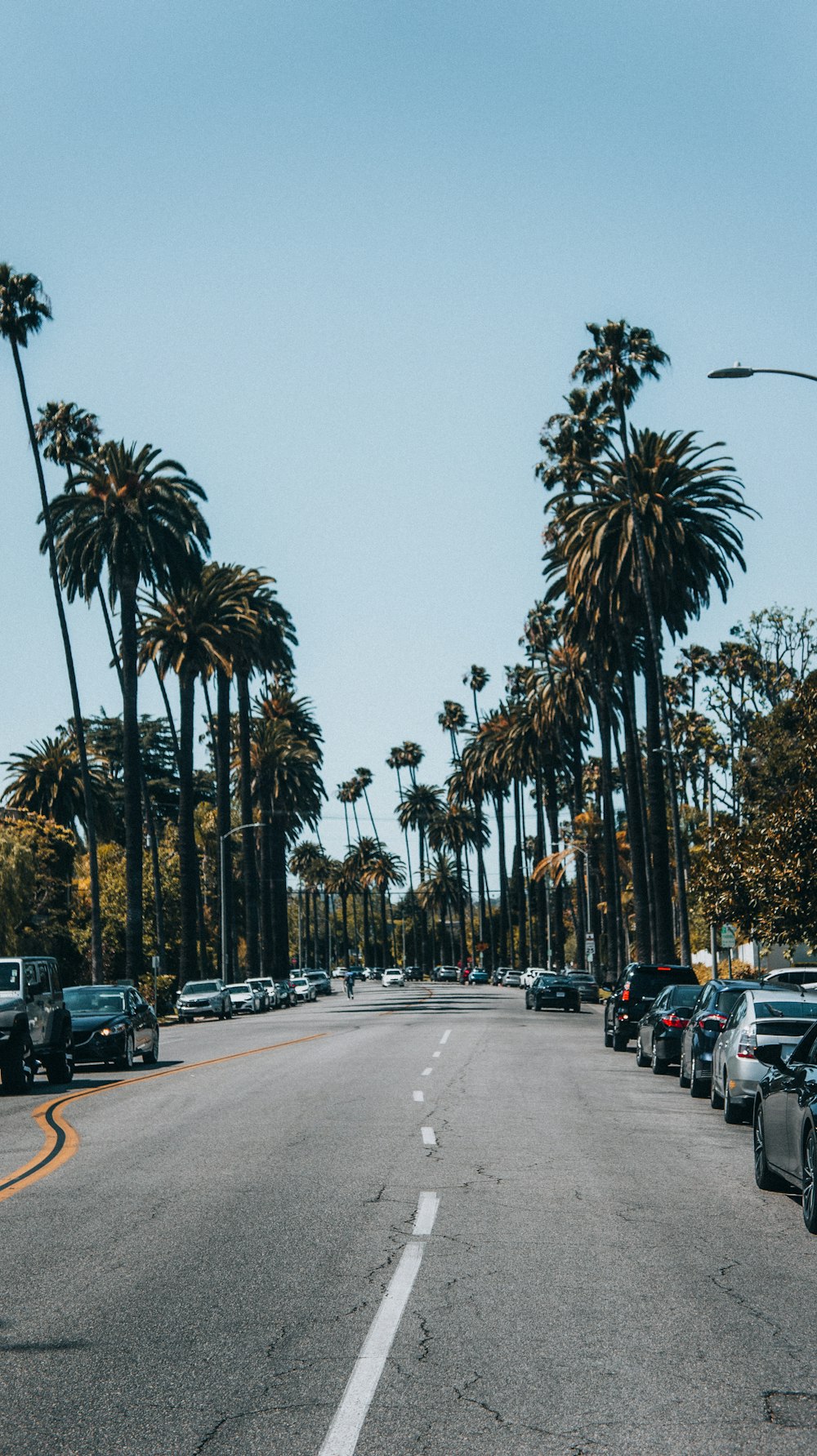 a group of palm trees on the side of a road