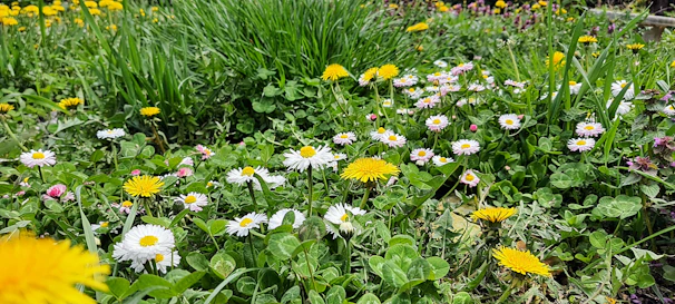 A peaceful garden corner with blooming wildflowers and soft green grass.