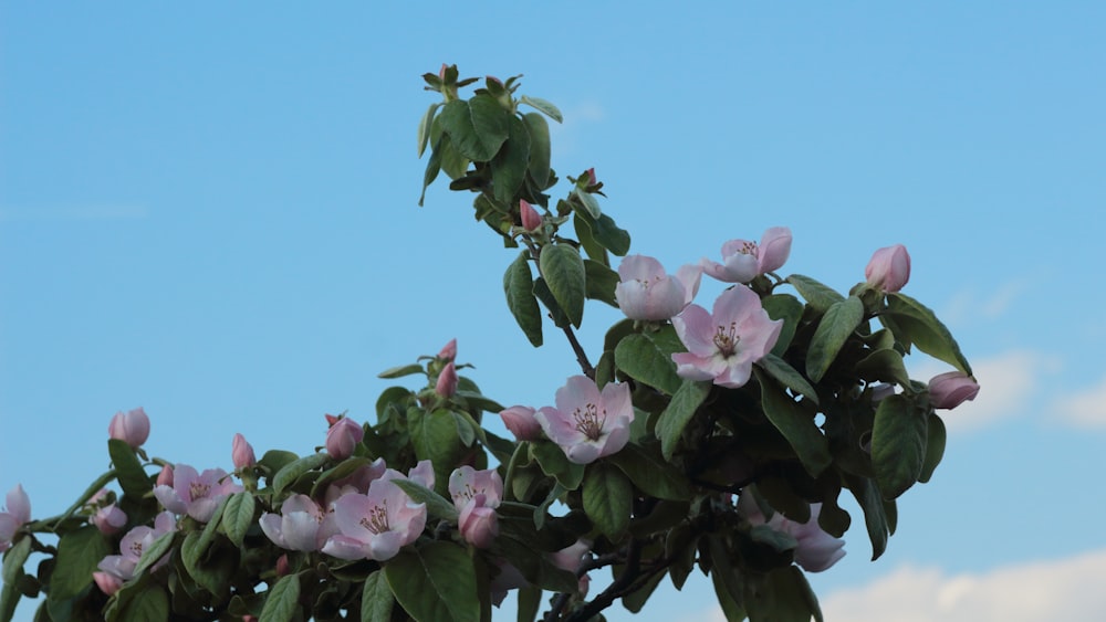 a plant with pink flowers