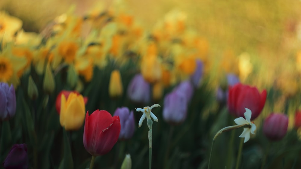 a group of colorful flowers