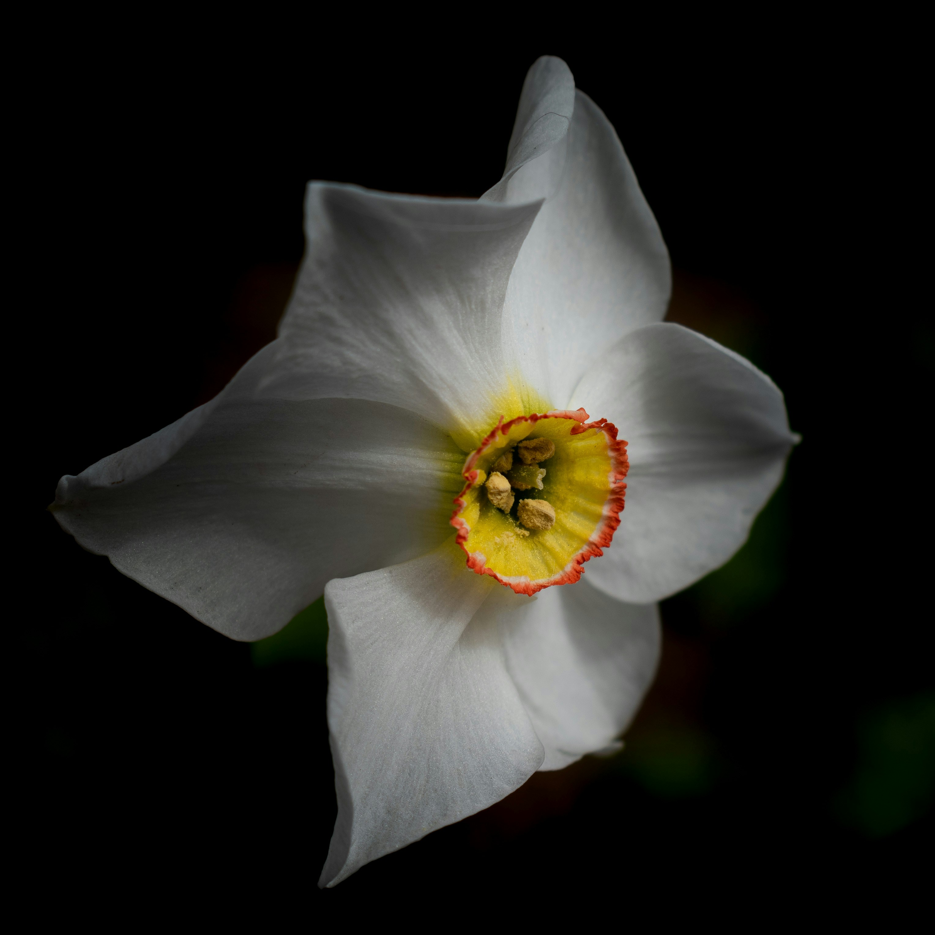 Photo by vjeblackbirdlion