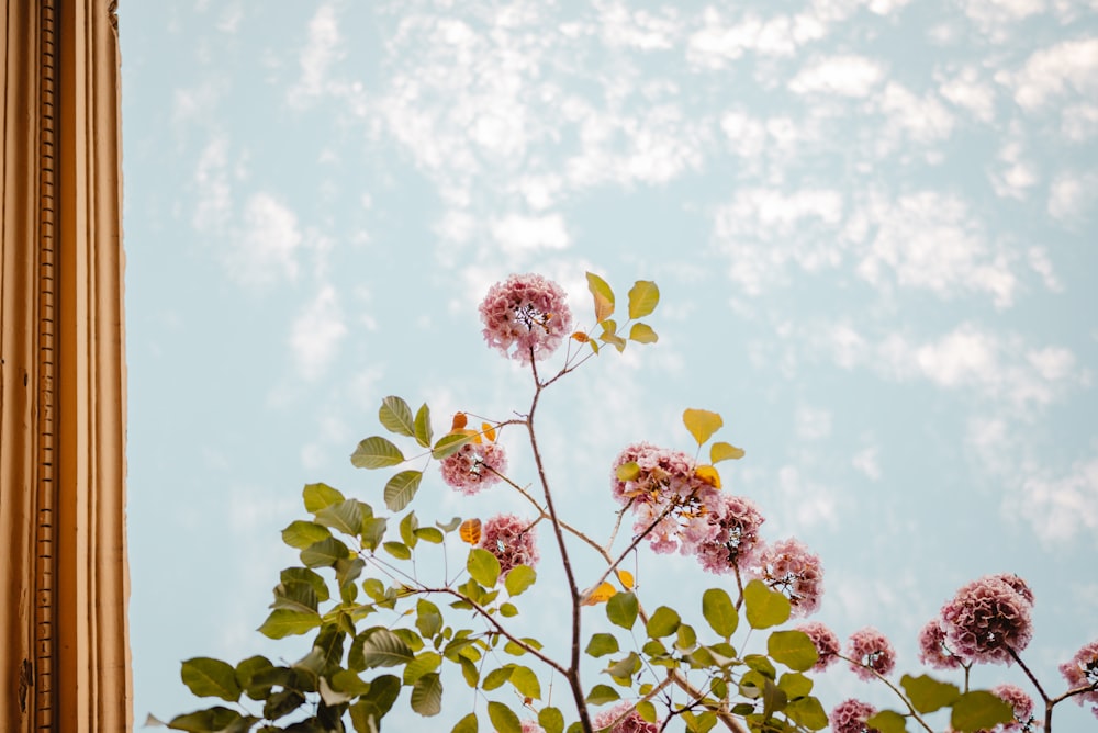 a close up of flowers