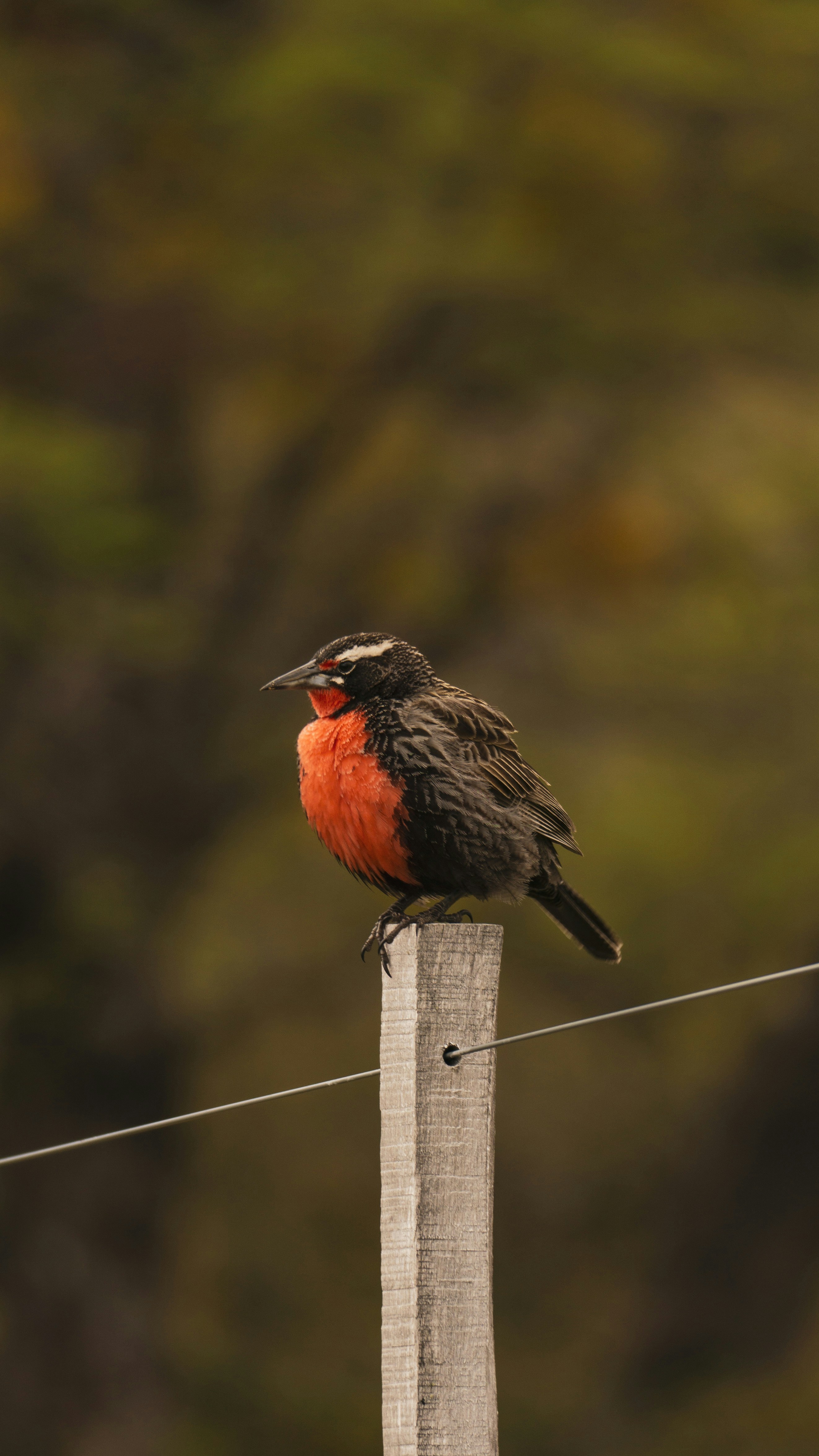 a bird perched on a wire