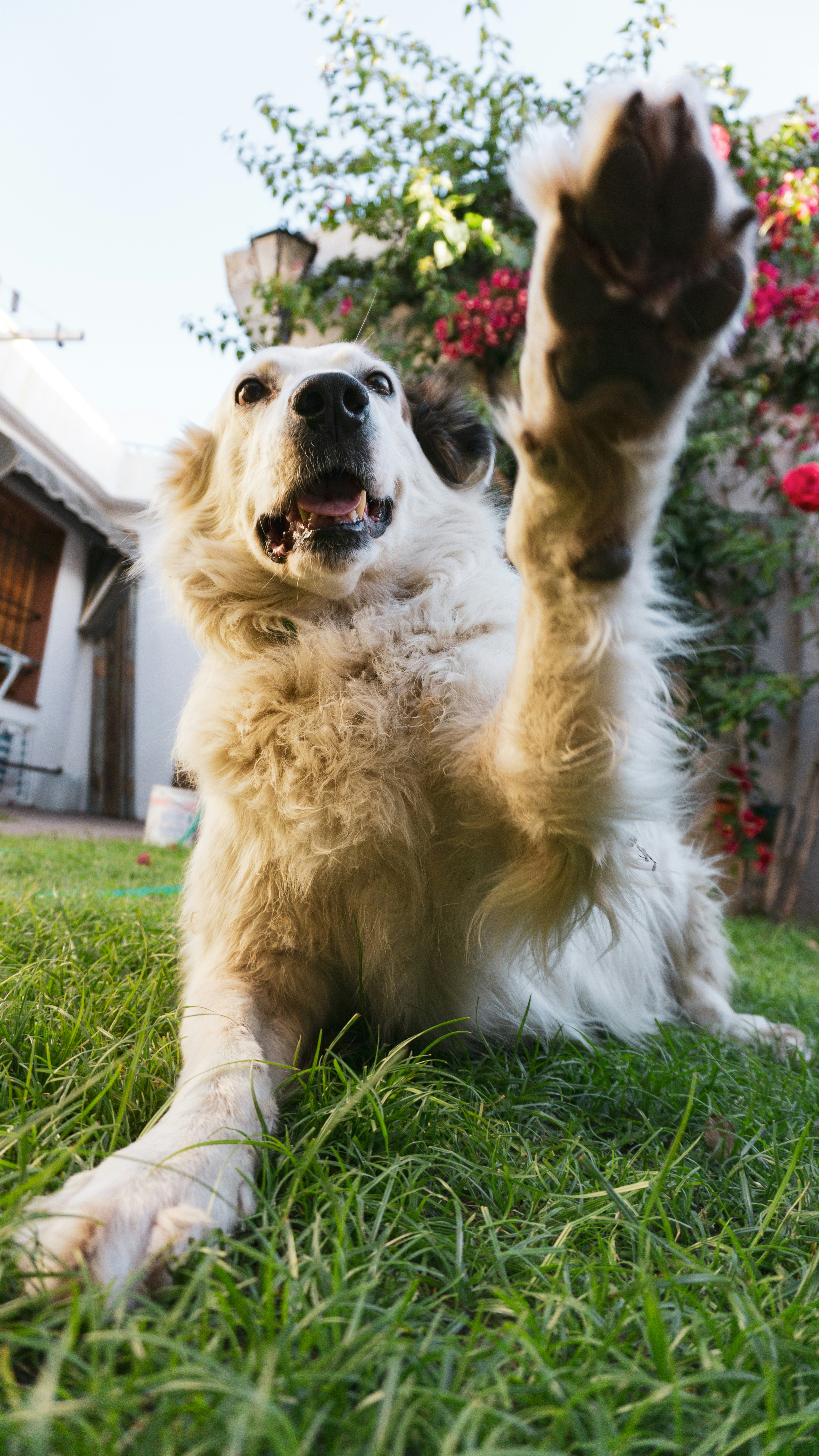 a dog jumping in the air