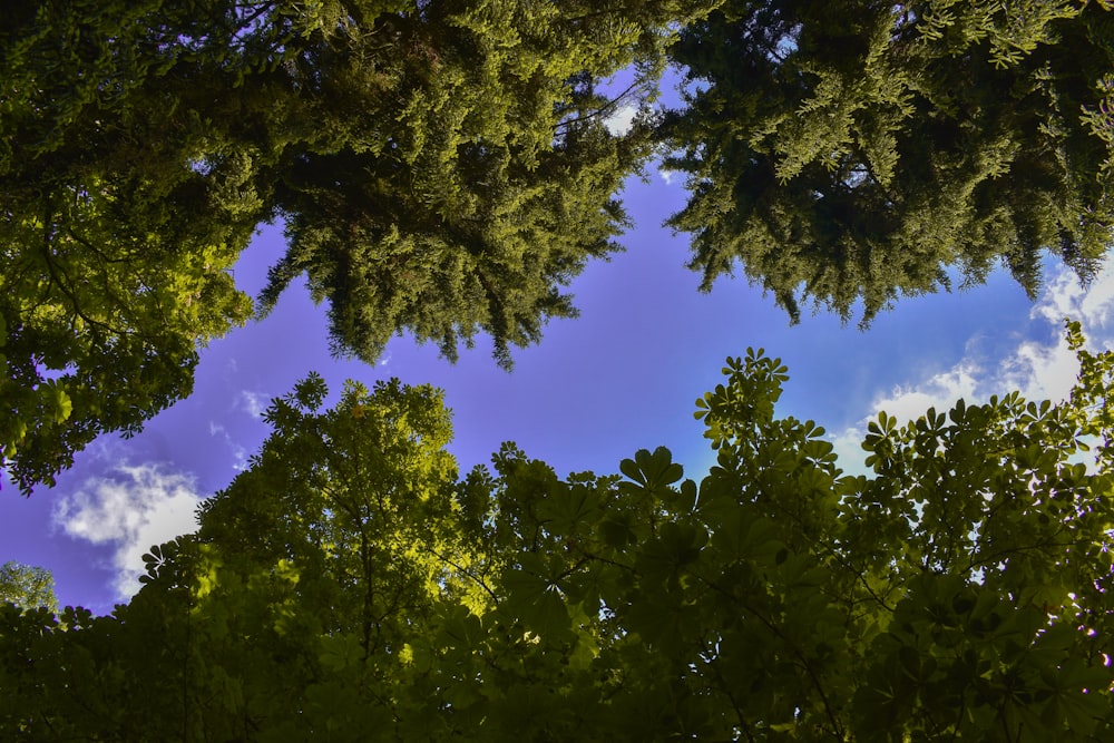 árboles con cielo azul