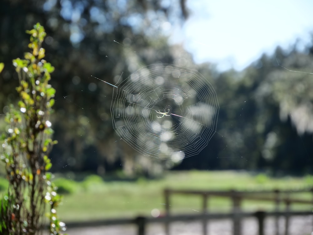 a large spider on a web