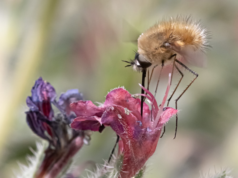 a bee on a flower