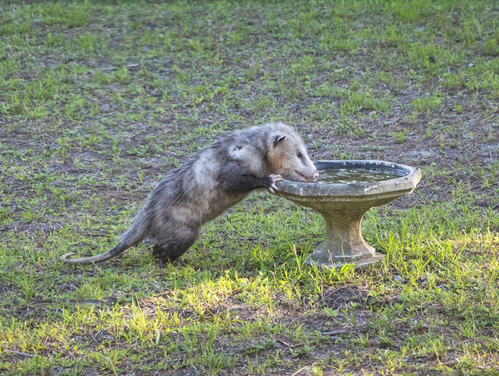 a small animal eating from a bowl