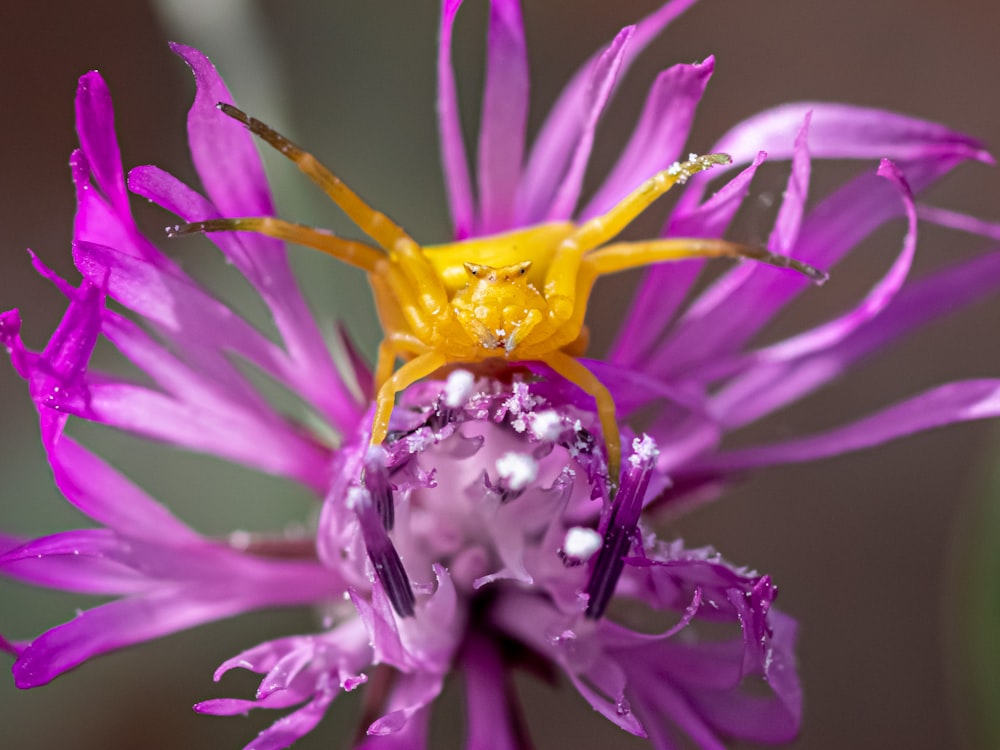 紫色の花の上の蜂