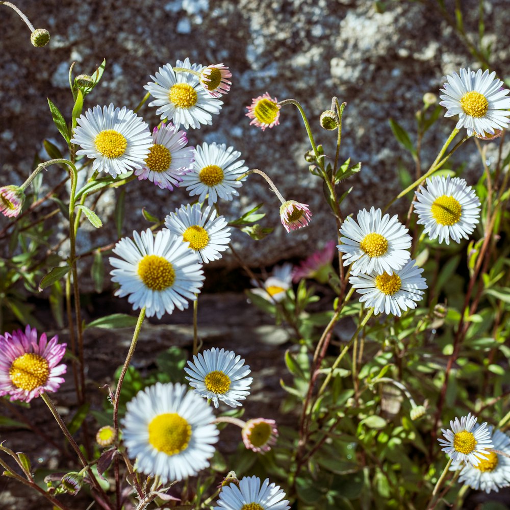 a group of flowers