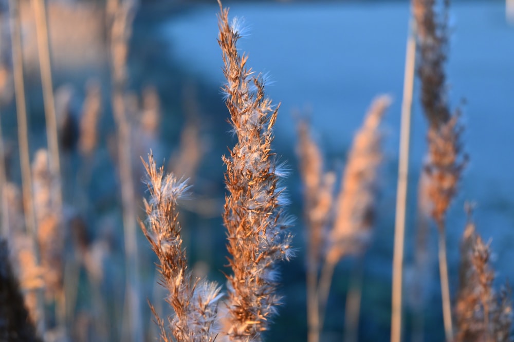 close-up of wheat in a field