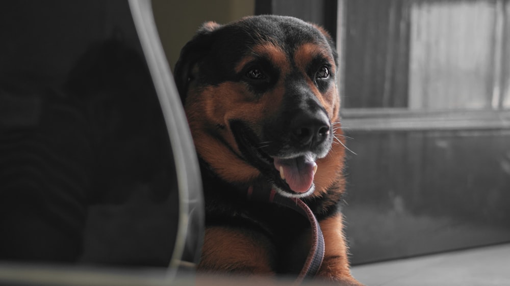 un chien avec un casque blanc