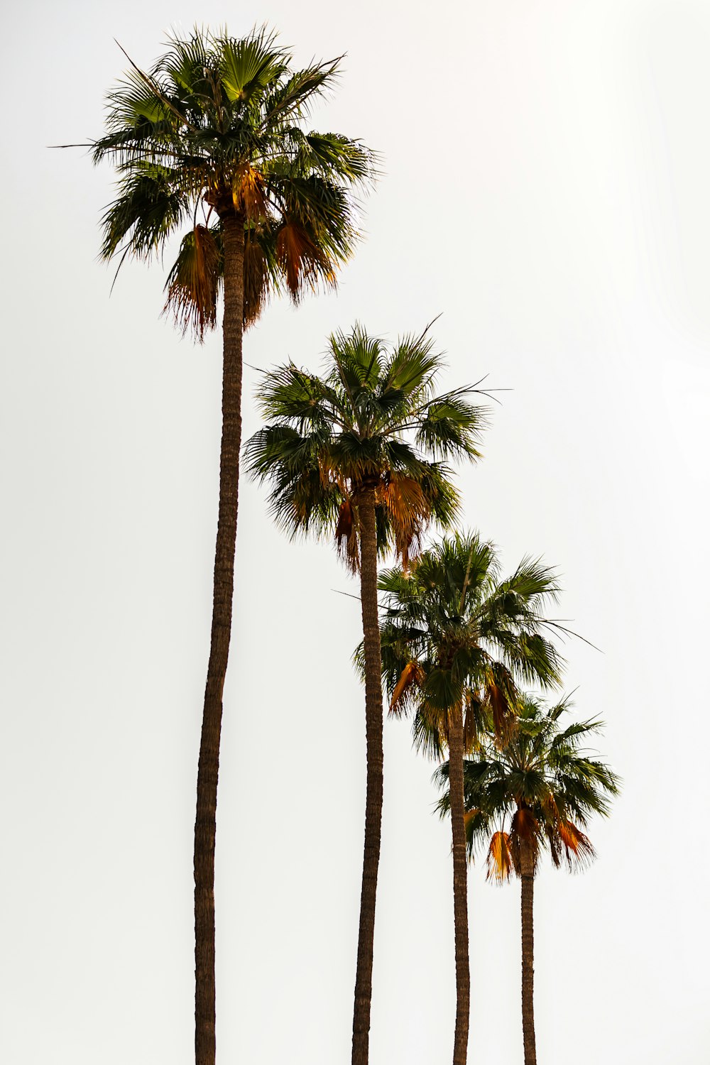 a group of palm trees