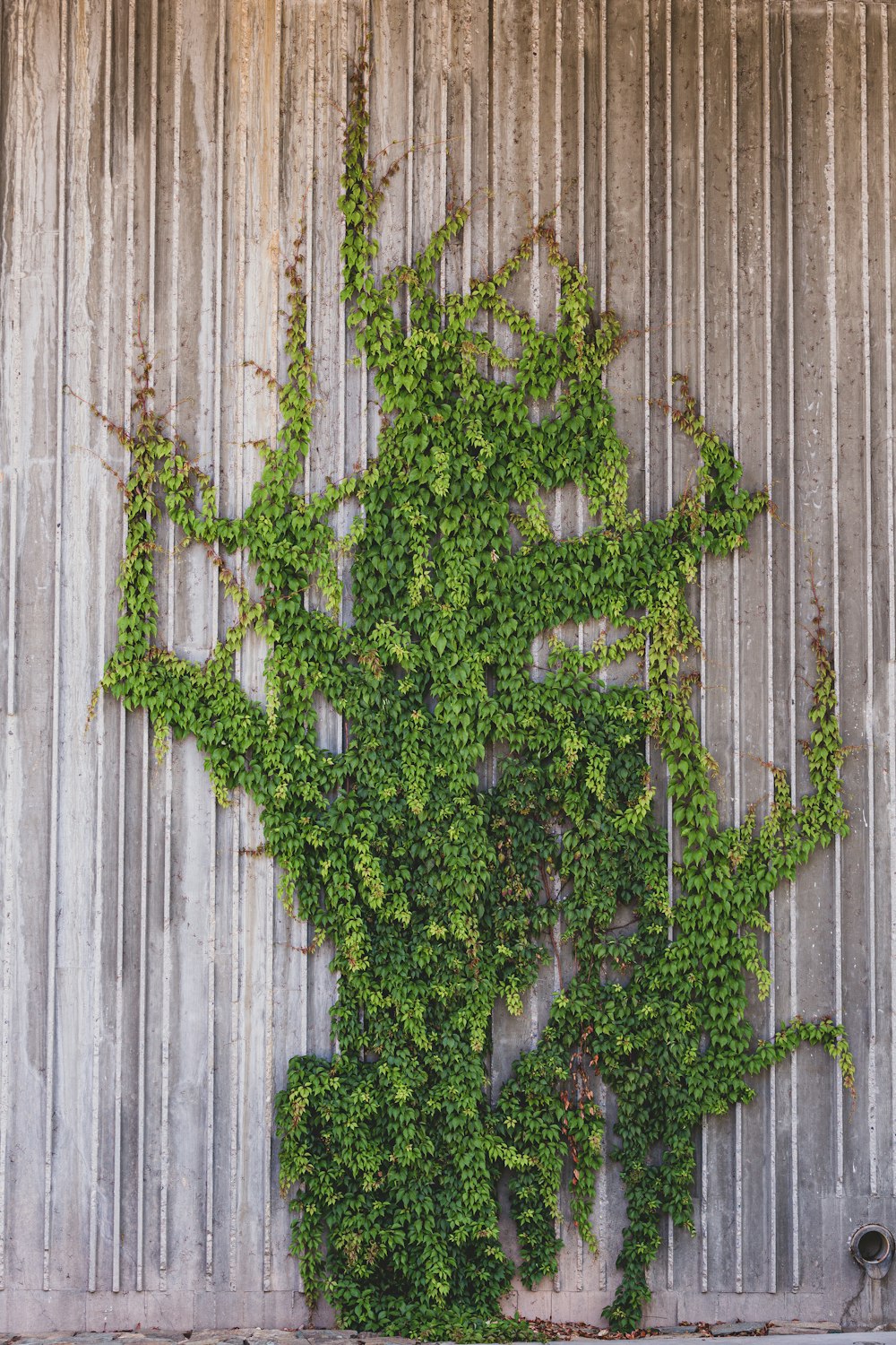 a tree with green leaves