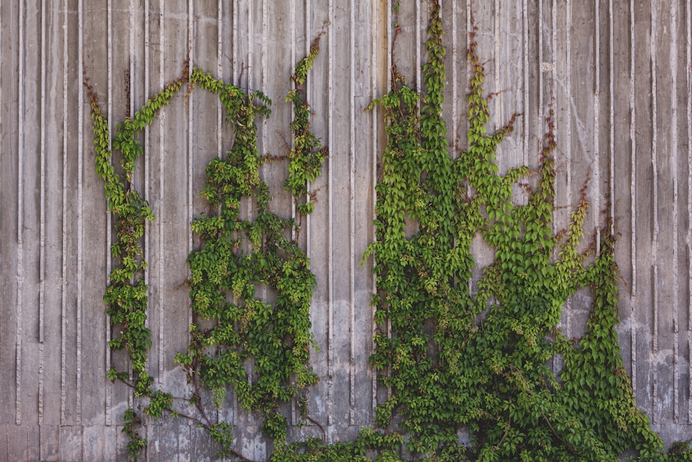 un groupe de plantes poussant sur une clôture en bois