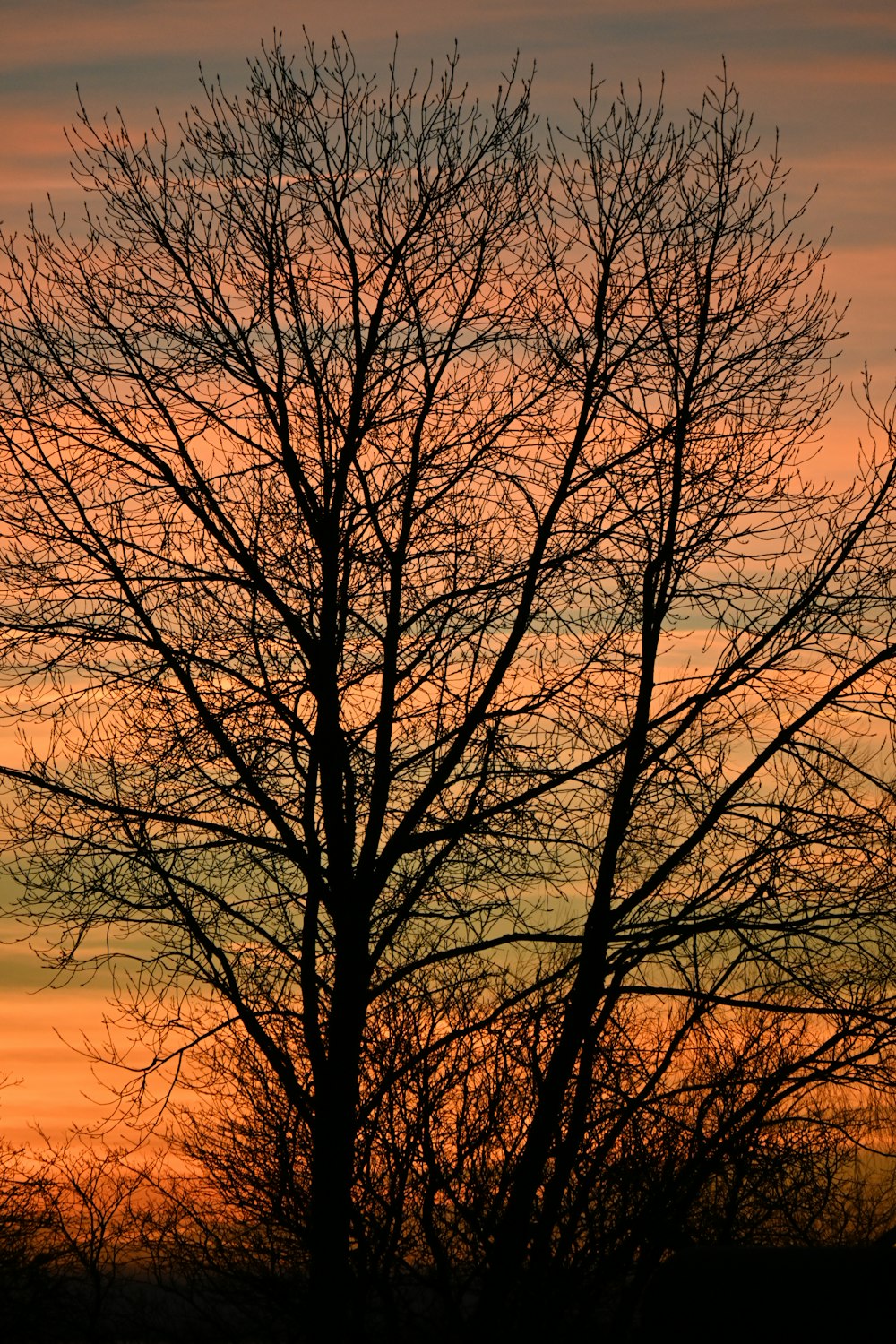 a tree with a sunset in the background