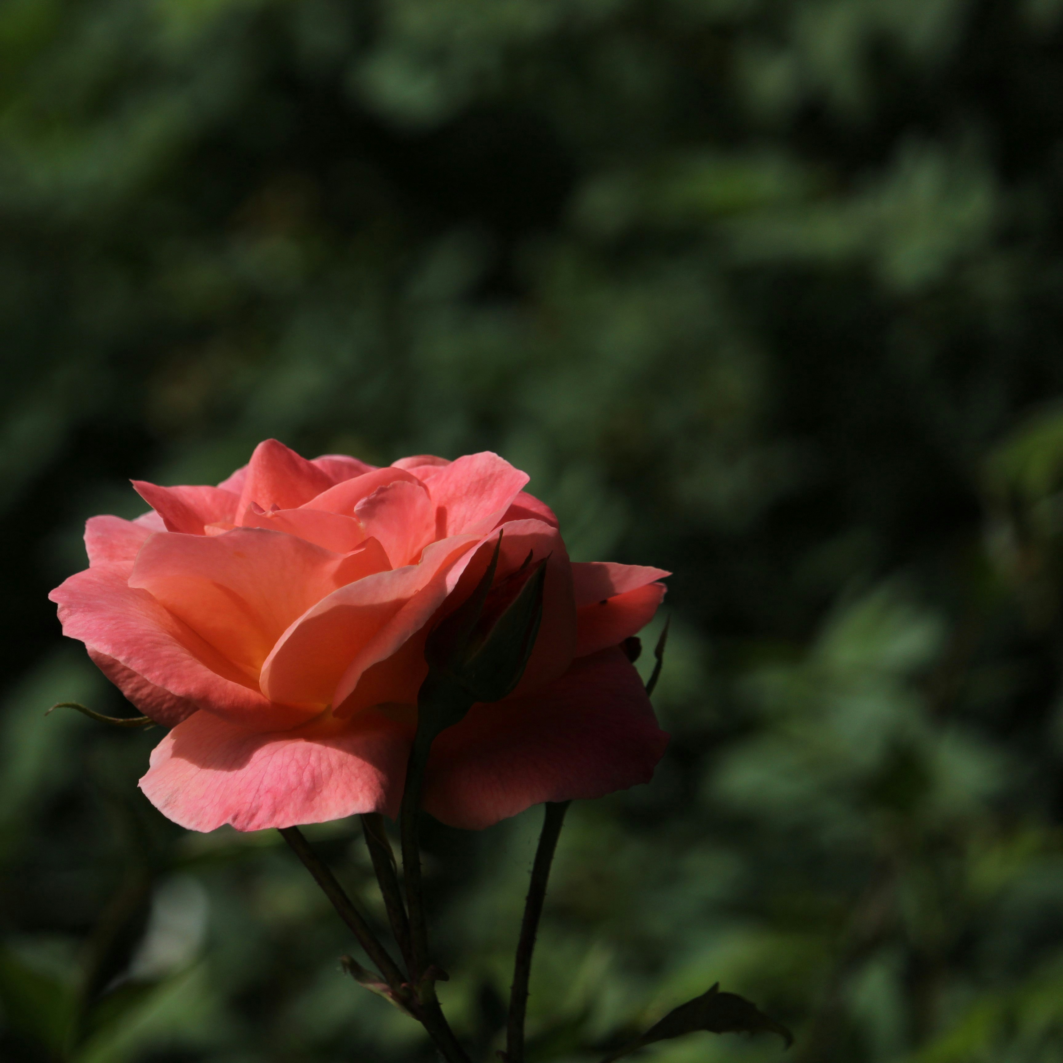 Photo by dustyrainbows