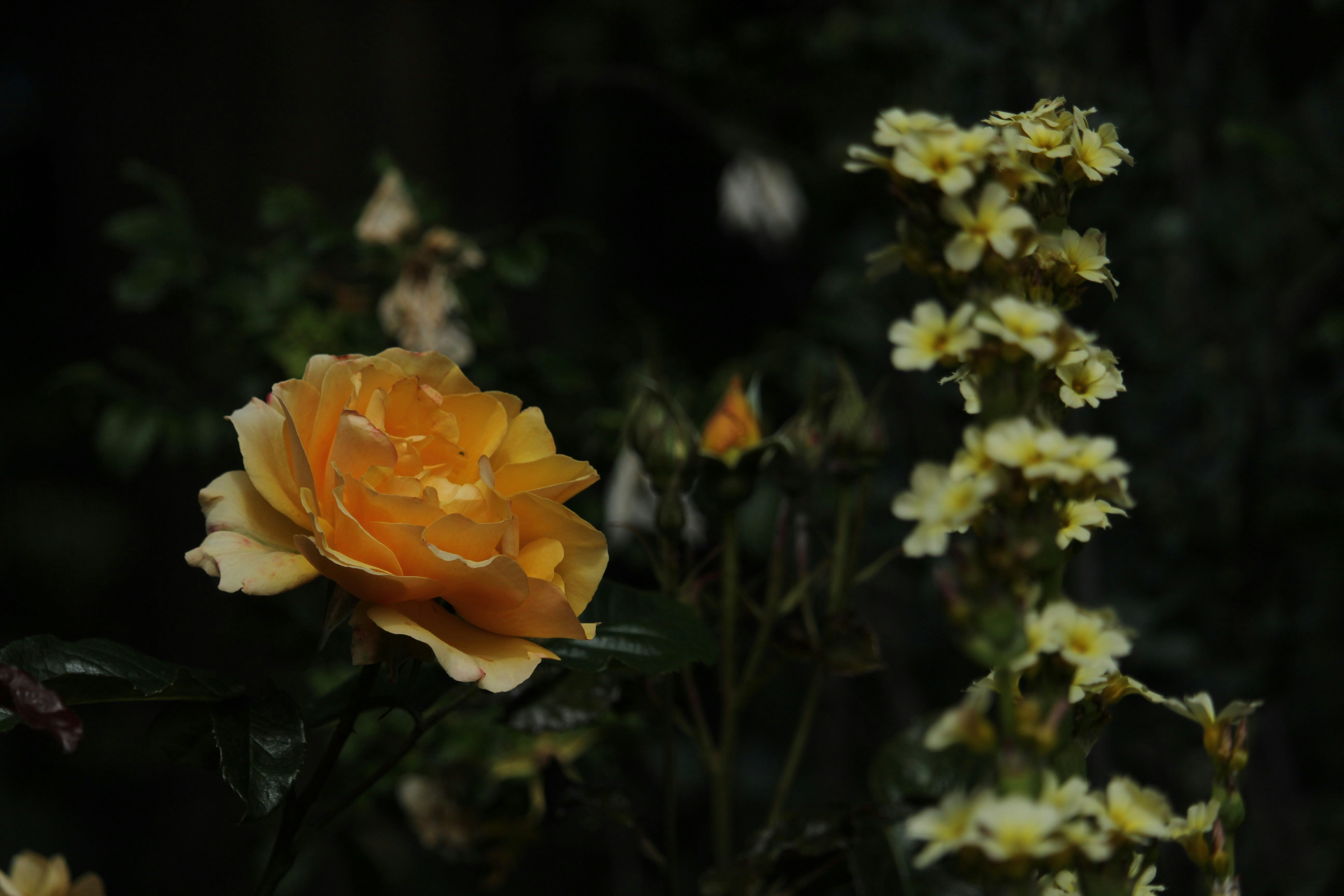 Photo by dustyrainbows