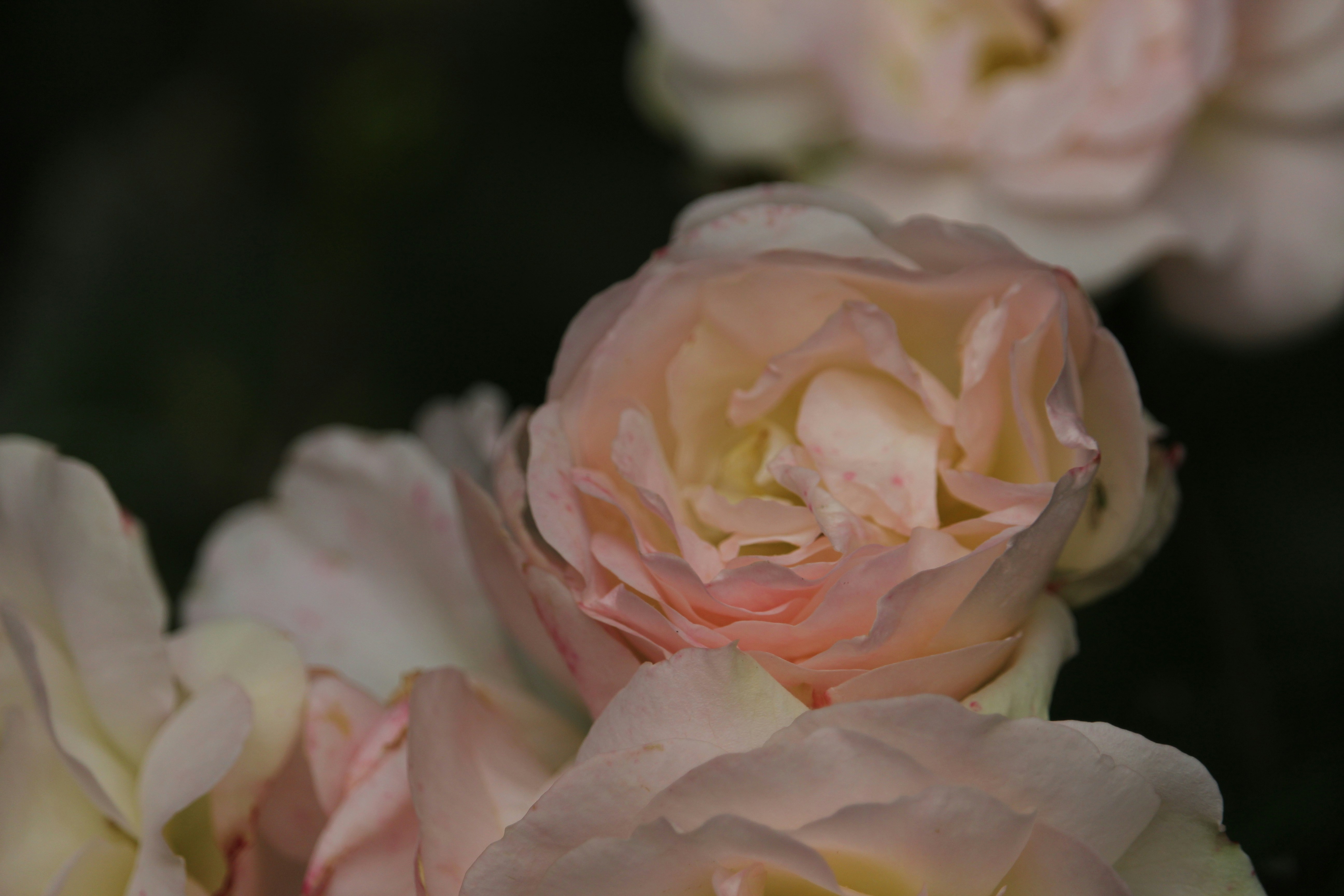 Photo by dustyrainbows